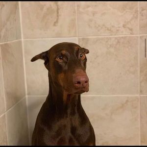 Meet your Posher, Donte